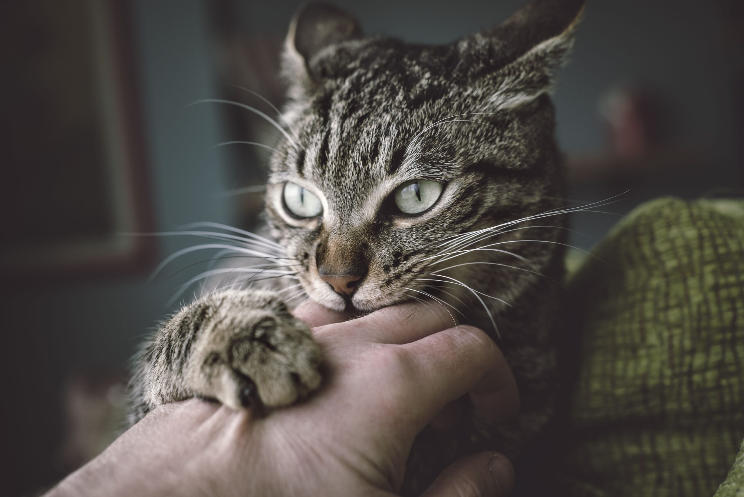 How to Deal With Behavioral Issues With Cats