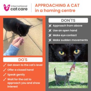 How to Get a Cat to Approach You