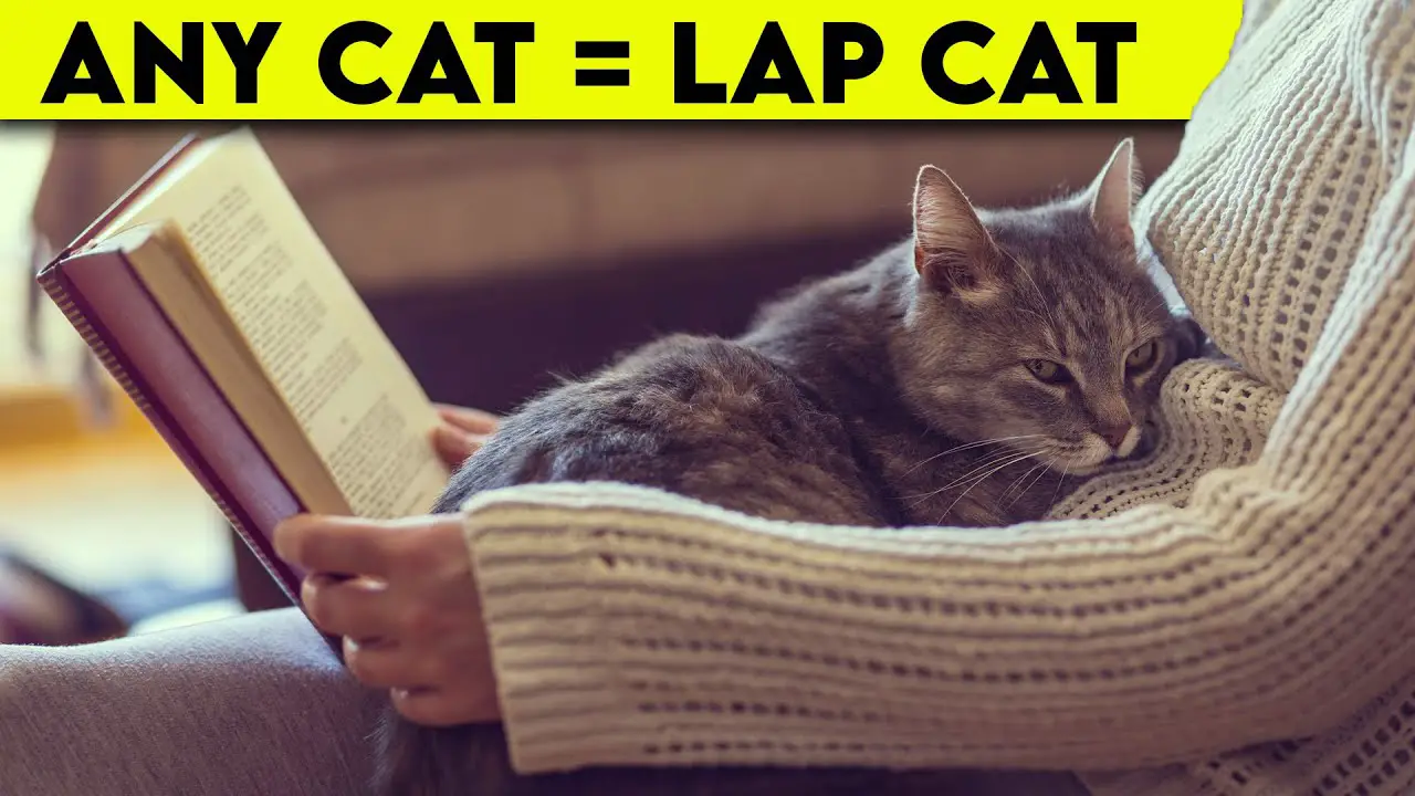 How to Get a Cat to Become a Lap Cat