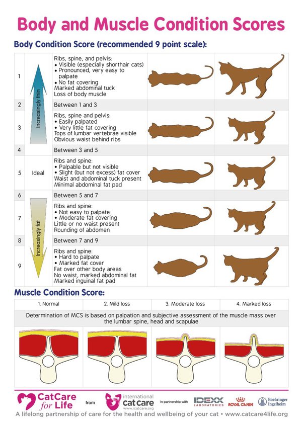 How to Help Cat Gain Weight