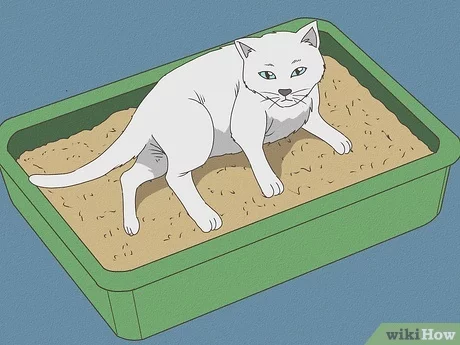 How to Take Care of a Cat Step by Step