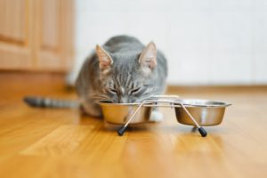 Improve Cats Diet