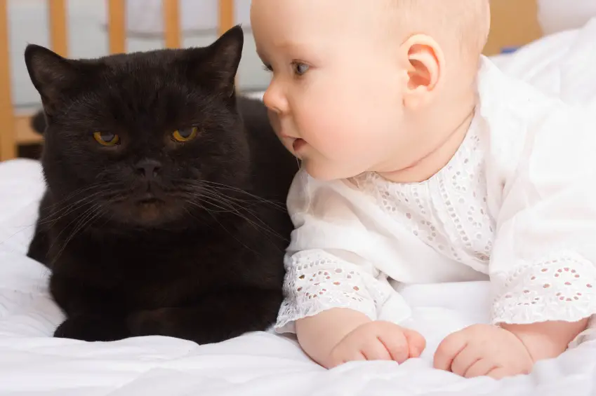 Is It Safe to Have Cats around Newborns