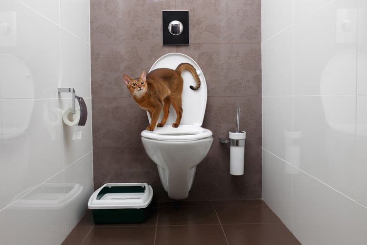 Pros And Cons of Cat Using Toilet