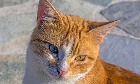 Pros And Cons of Taking in a Stray Cat