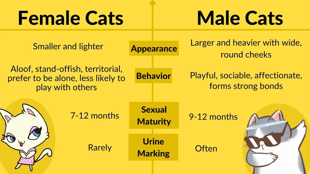 Should I Get a Male Cat Or Female