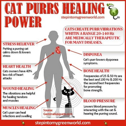 What are the Benefits of Cat Purring