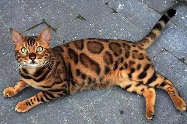 What are the Disadvantages of Bengal Cat