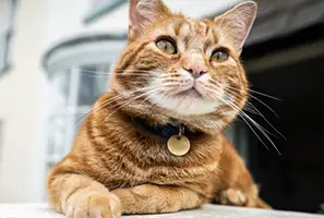 What are the Disadvantages of Cat Collars