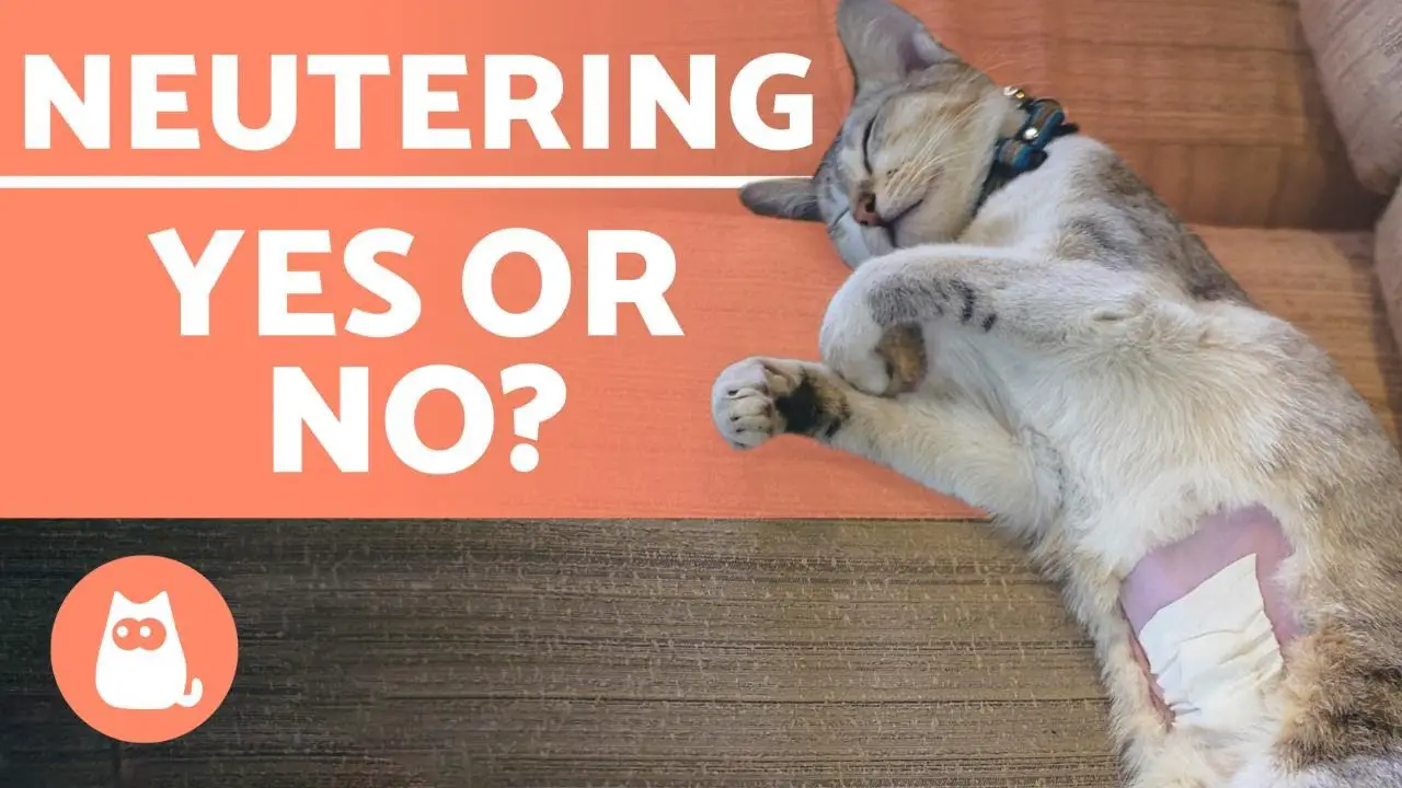 What are the Disadvantages of Neutering a Cat