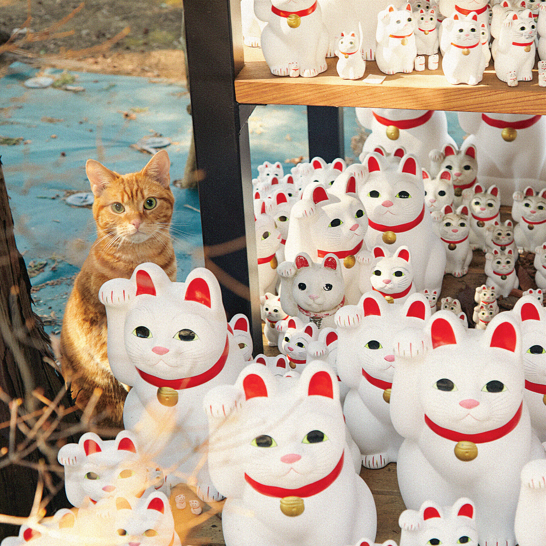 What is the Significance of Cats in Japan