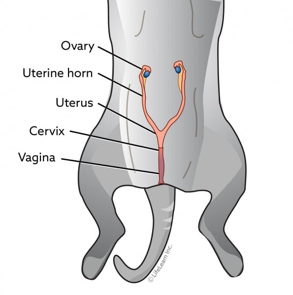 What to Do After Getting Cat Spayed