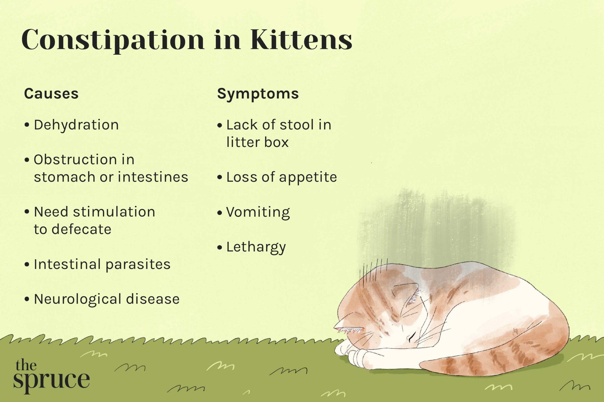 What to Do If Cat is Constipated