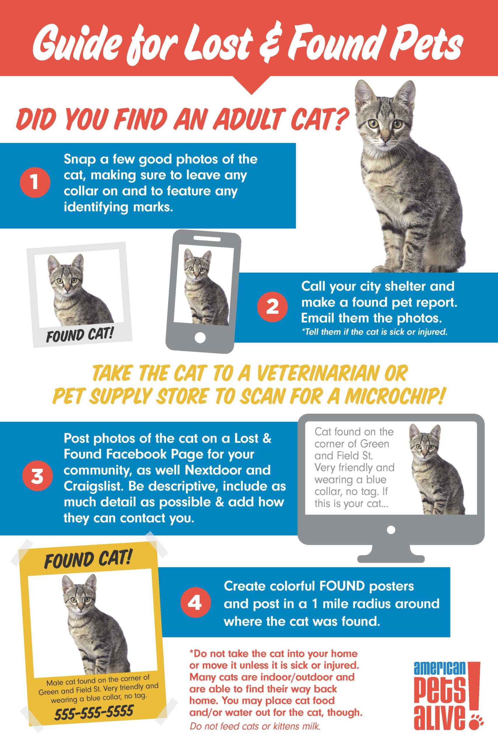 What to Do If You Find a Cat Without a Collar