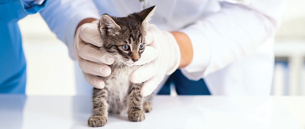 When is the Best Time to Neuter Cat