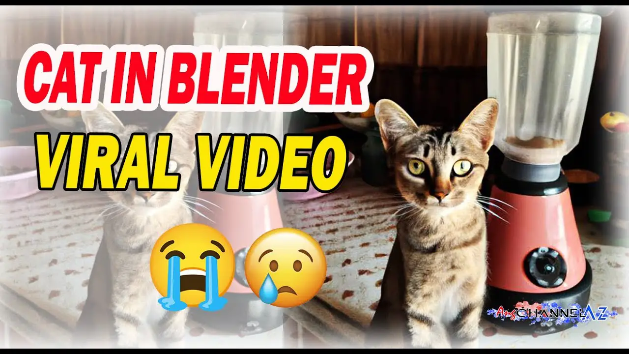 Where Can You Find Cat in Blender Video