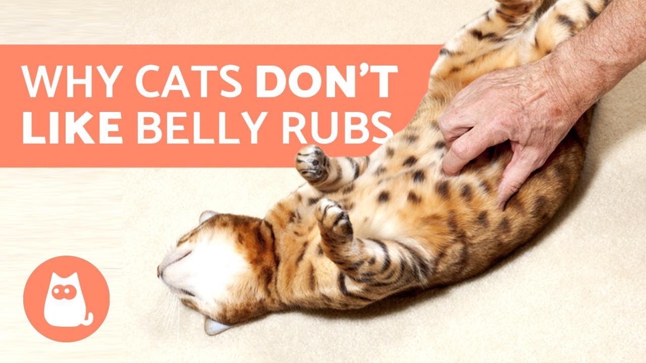 Why Don'T Cats Like Their Belly Rubbed